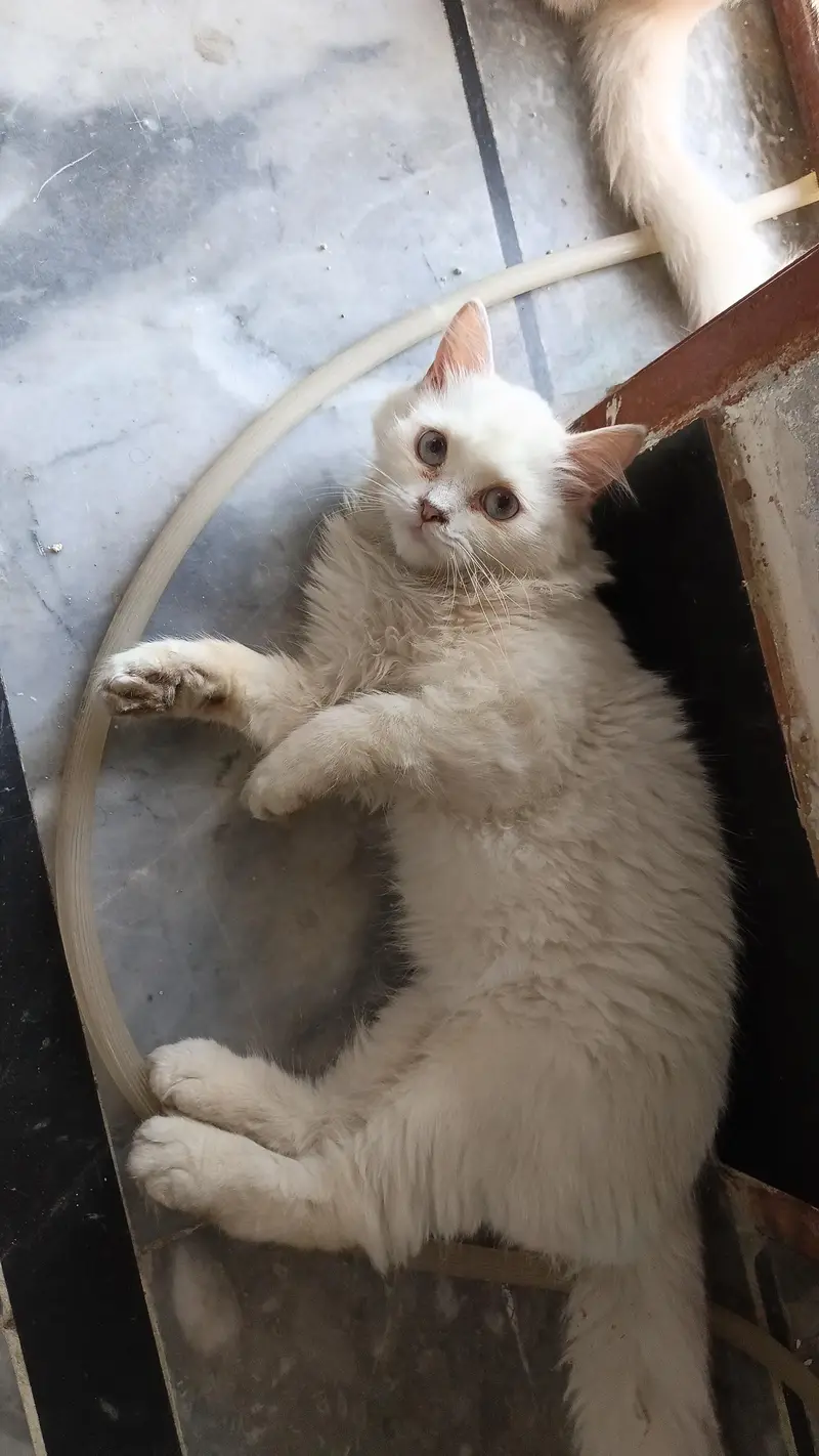 Breeder male cat  : 50k   Female cat :  25k — photo 8
