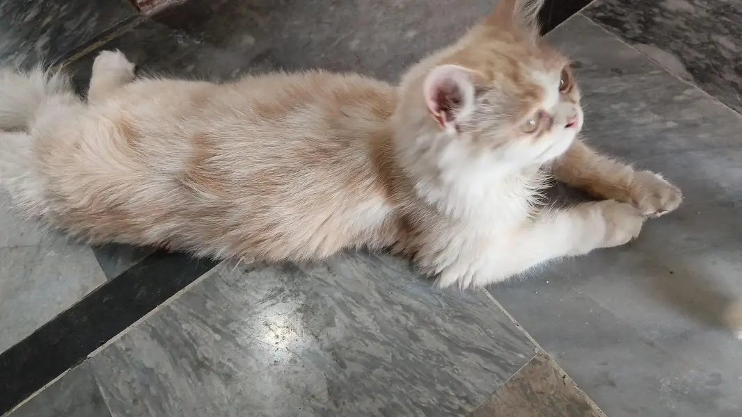 Breeder male cat  : 50k   Female cat :  25k — photo 9