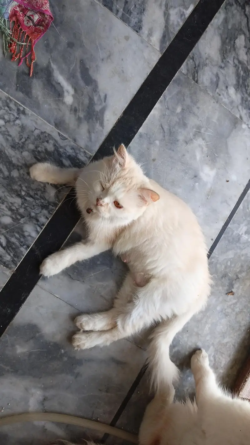 Breeder male cat  : 50k   Female cat :  25k — photo 11