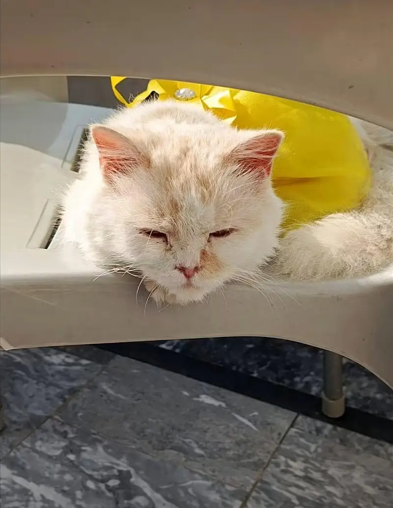 Breeder male cat  : 50k   Female cat :  25k — photo 12