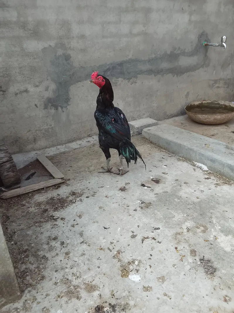 pure AseelThai birds — photo 2