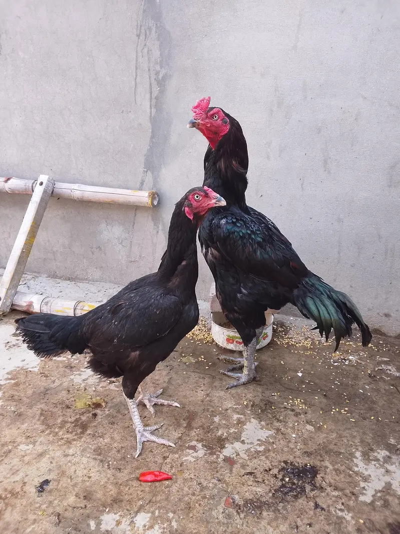 pure AseelThai birds — photo 4