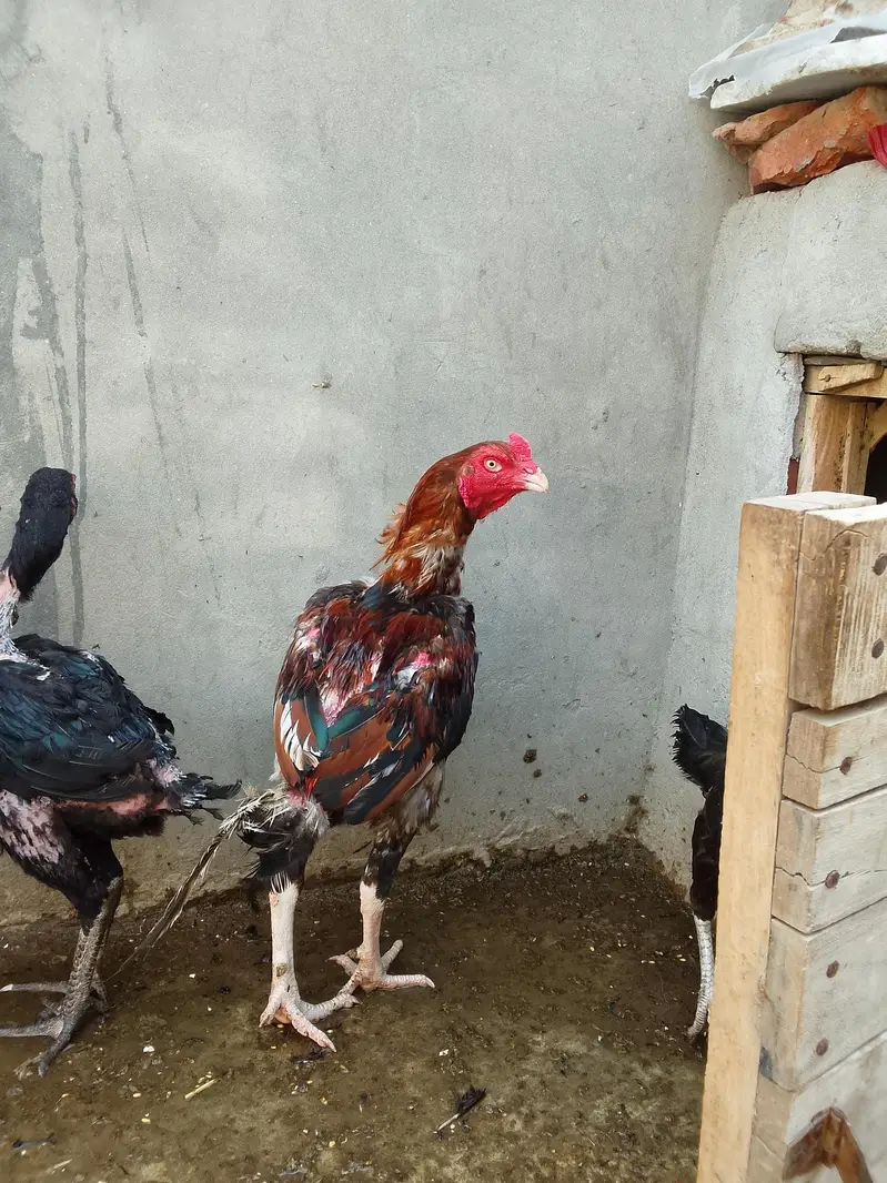 pure AseelThai birds — photo 8