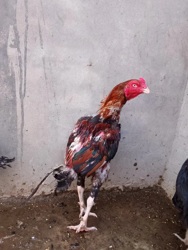 pure AseelThai birds — photo 9