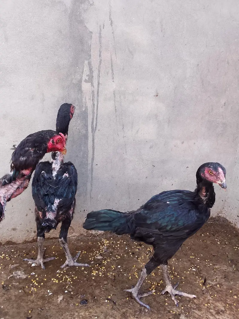 pure AseelThai birds — photo 10