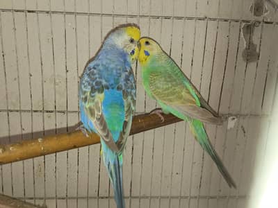 Rainbow Budies For Sale