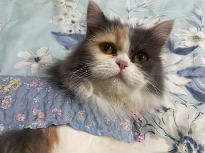 British Longhair kitty