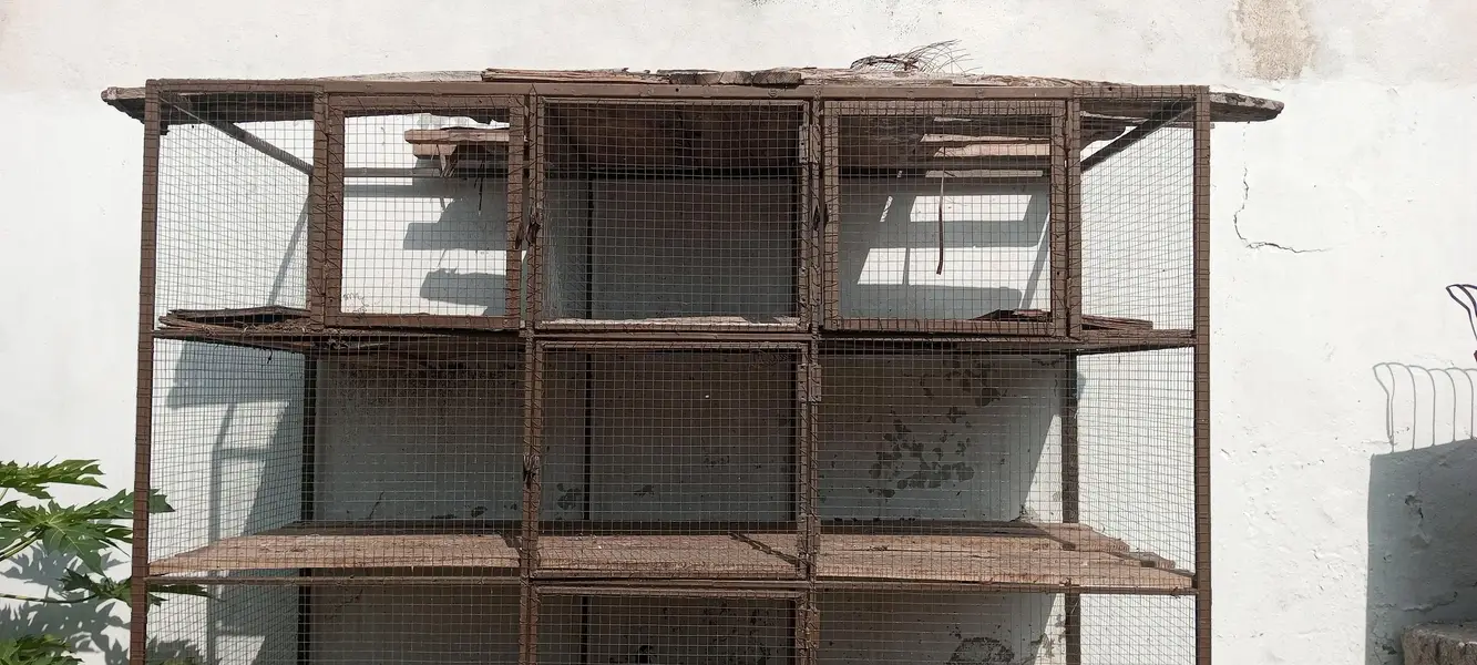 iron cage very strong — photo 2