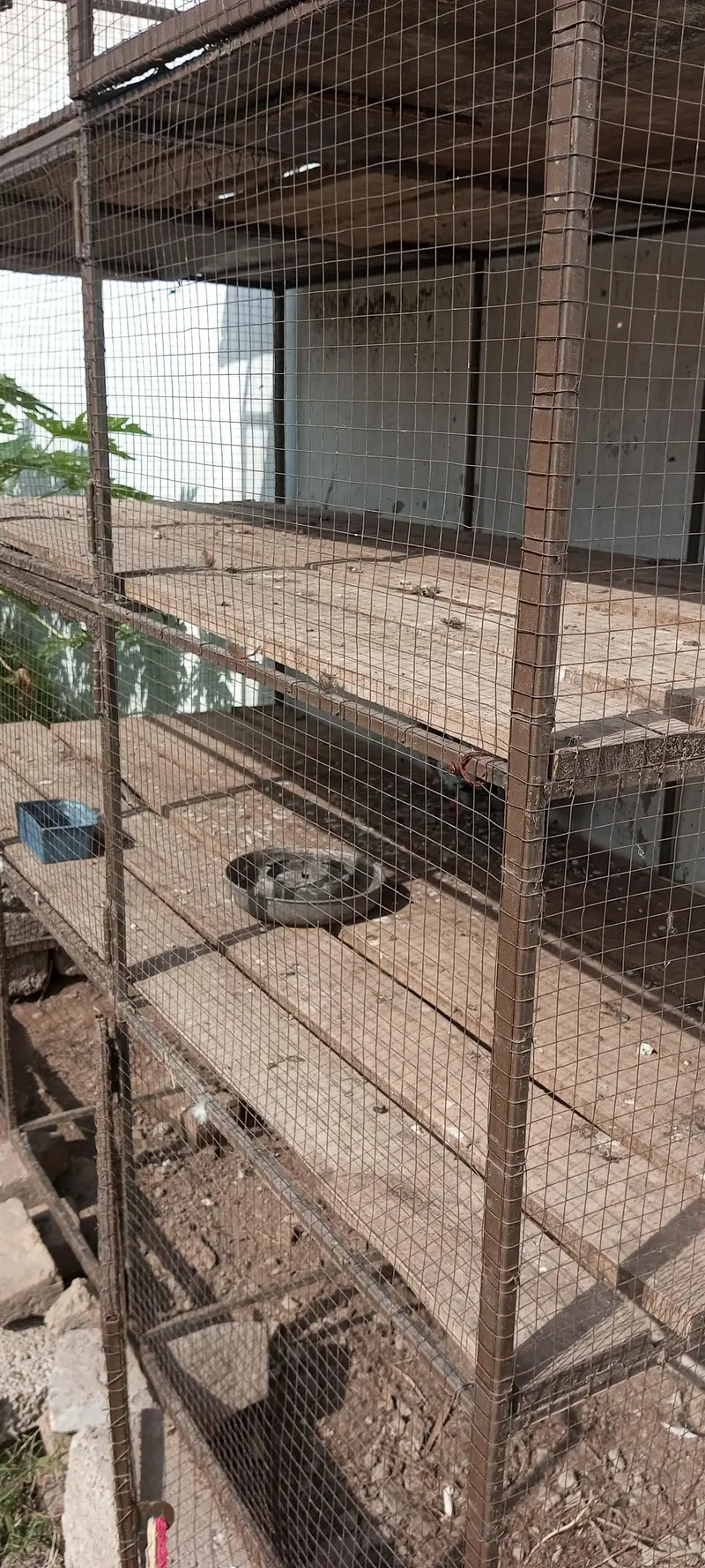 iron cage very strong — photo 3