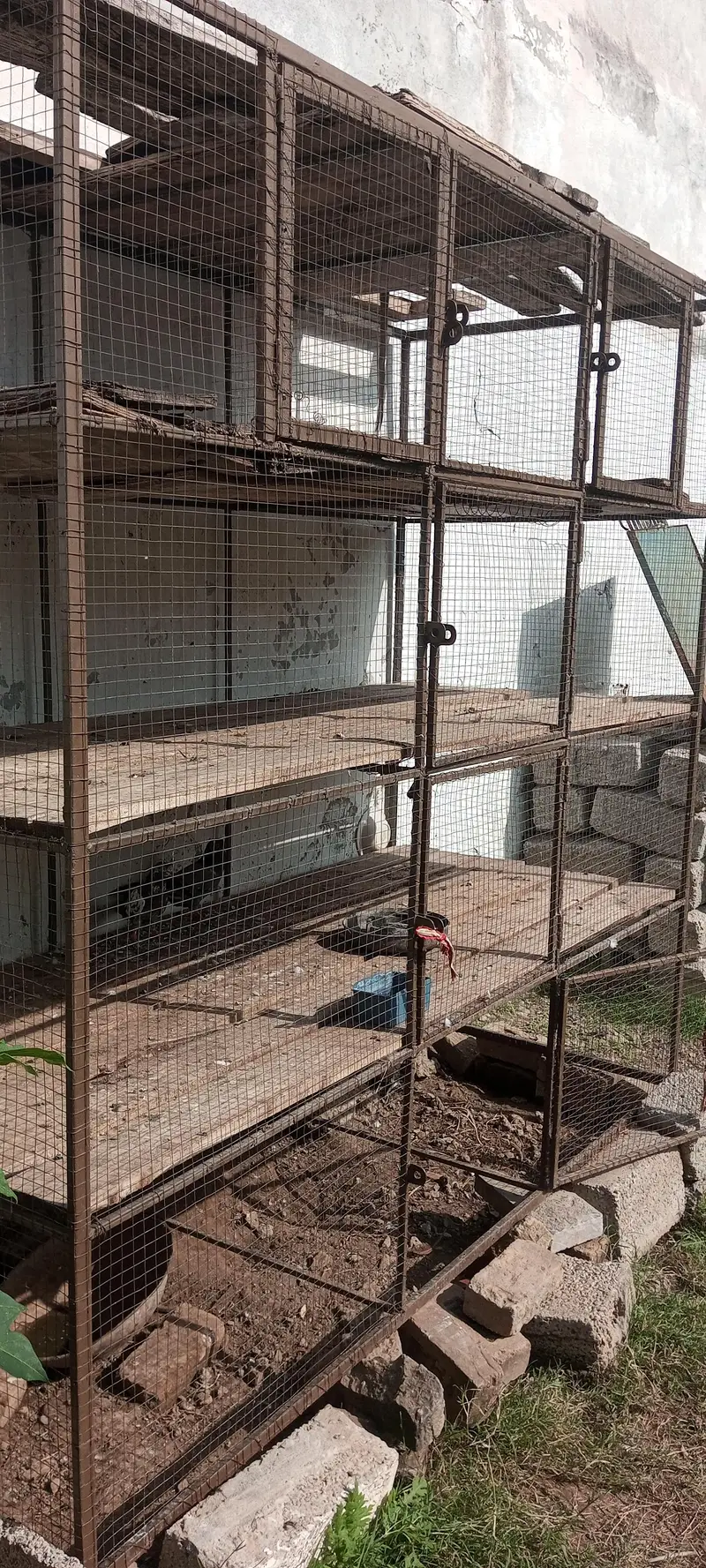 iron cage very strong — photo 4