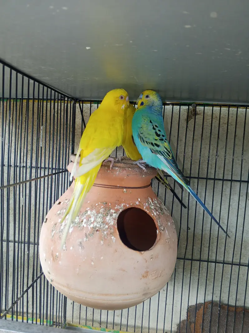 active or healthy ha — photo 2