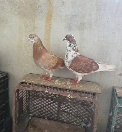 Shirazi/Fancy breeder pair with eggs