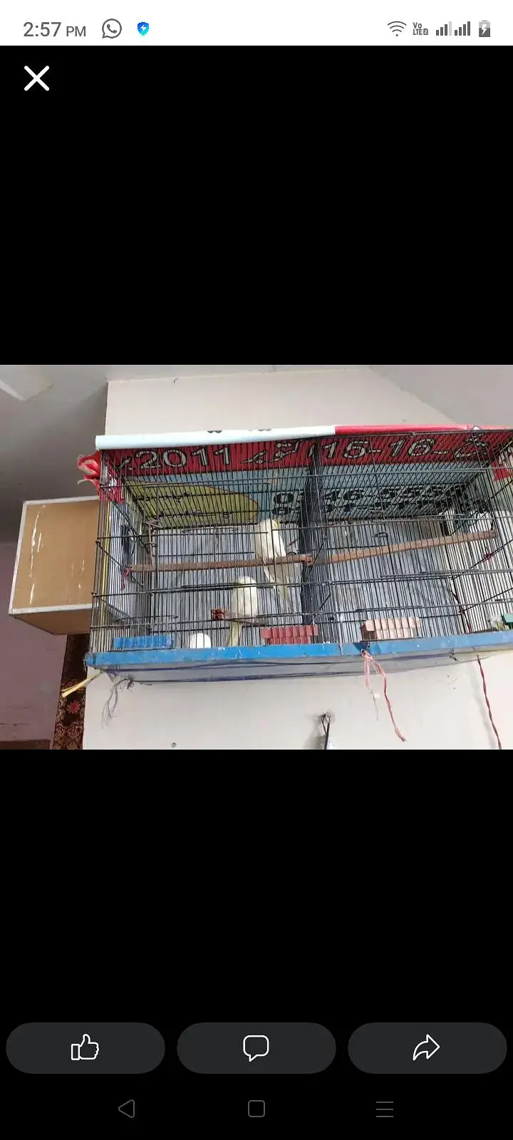 cocktail parrots — photo 2