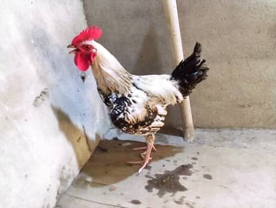 Desi hens for sale