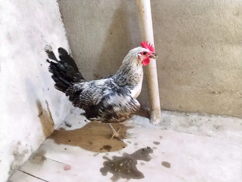 Desi hens for sale — photo 2