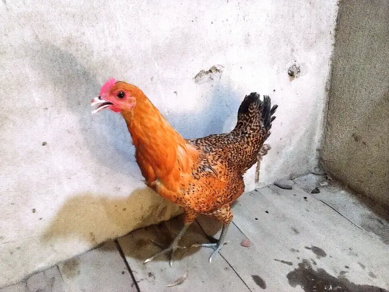 Desi hens for sale — photo 3