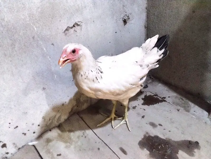 Desi hens for sale — photo 4