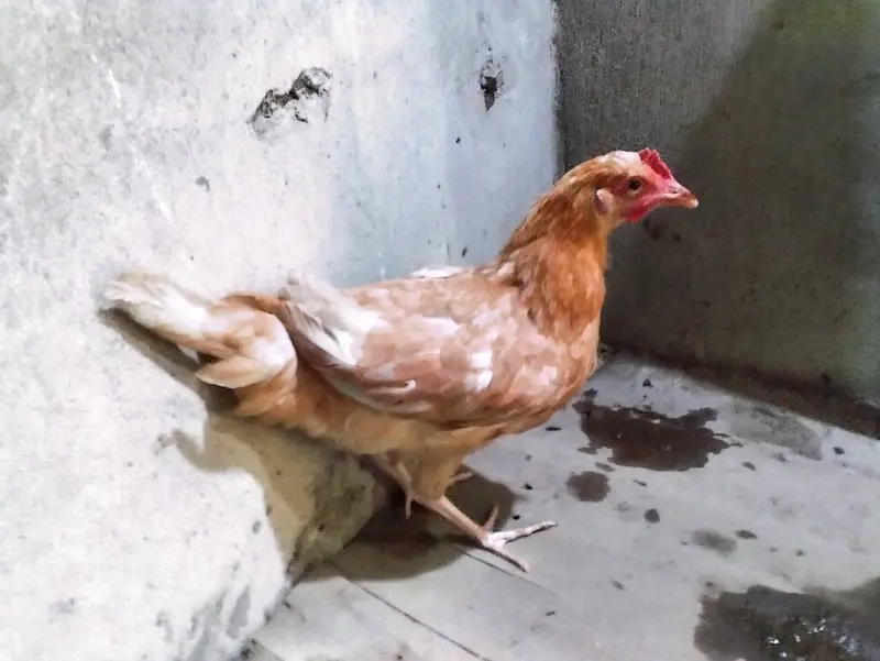 Desi hens for sale — photo 5