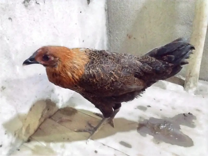 Desi hens for sale — photo 6