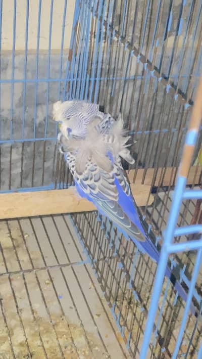 Hogoromo budgies