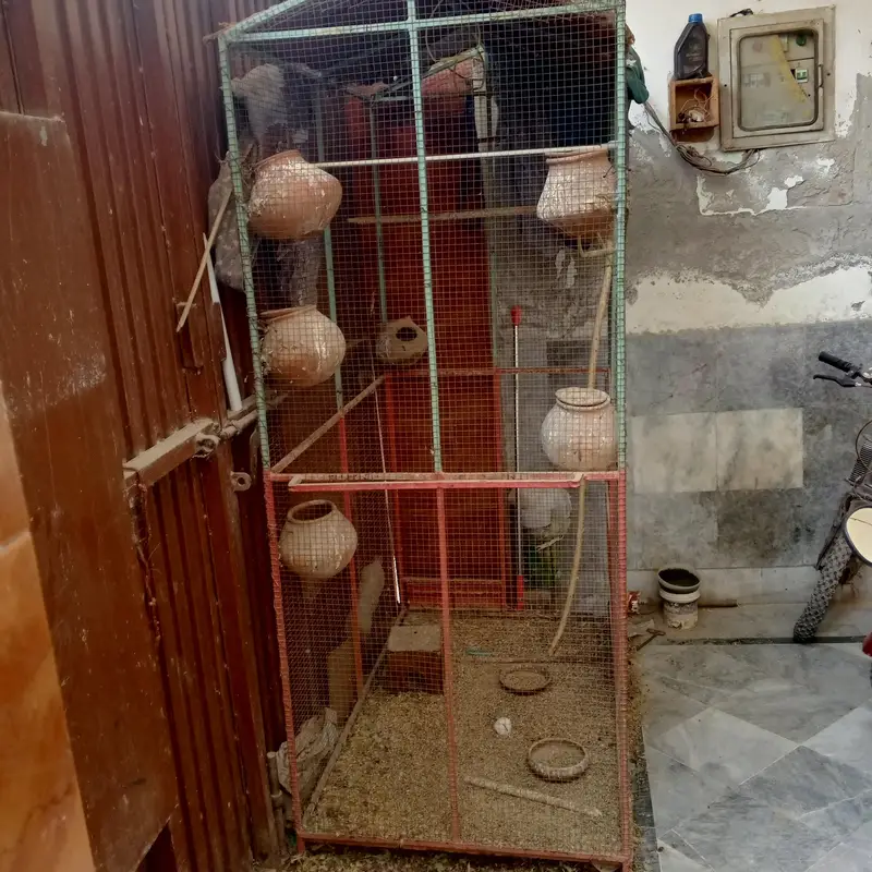 big cage — photo 3