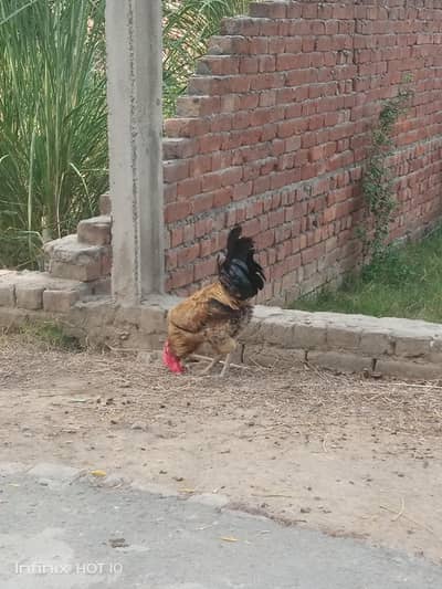 Desi Murghy For Sale  2250 Per Piece
