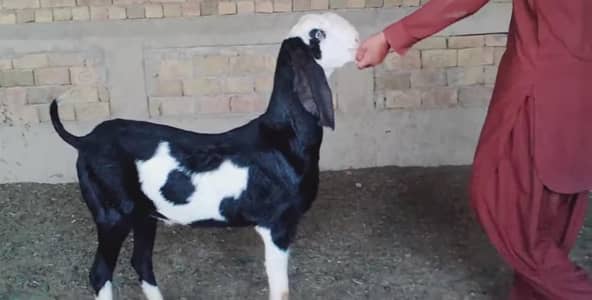 Bakra available for sale call/03230718297