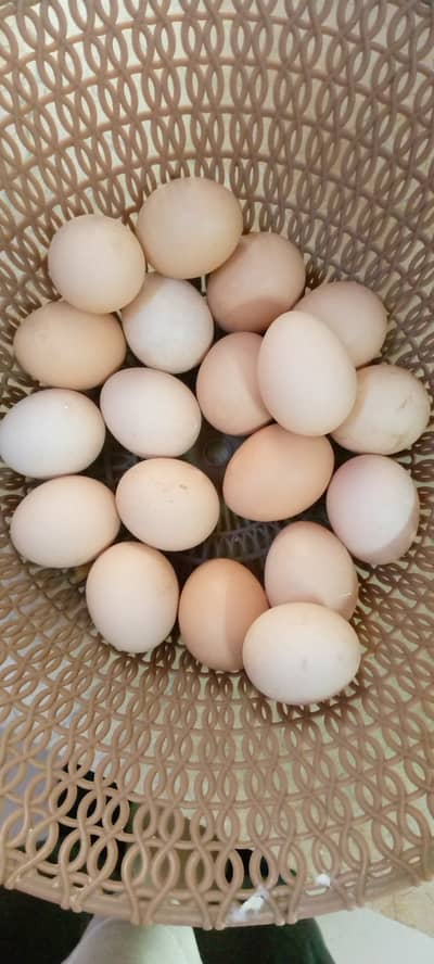 Desi Eggs