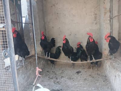Asterlorp adult cocks and Fertile Eggs for sale