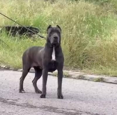 Cane corso Pedi geri female