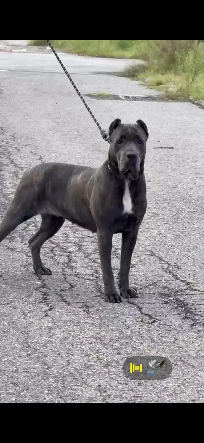 Cane corso Pedi geri female — photo 2