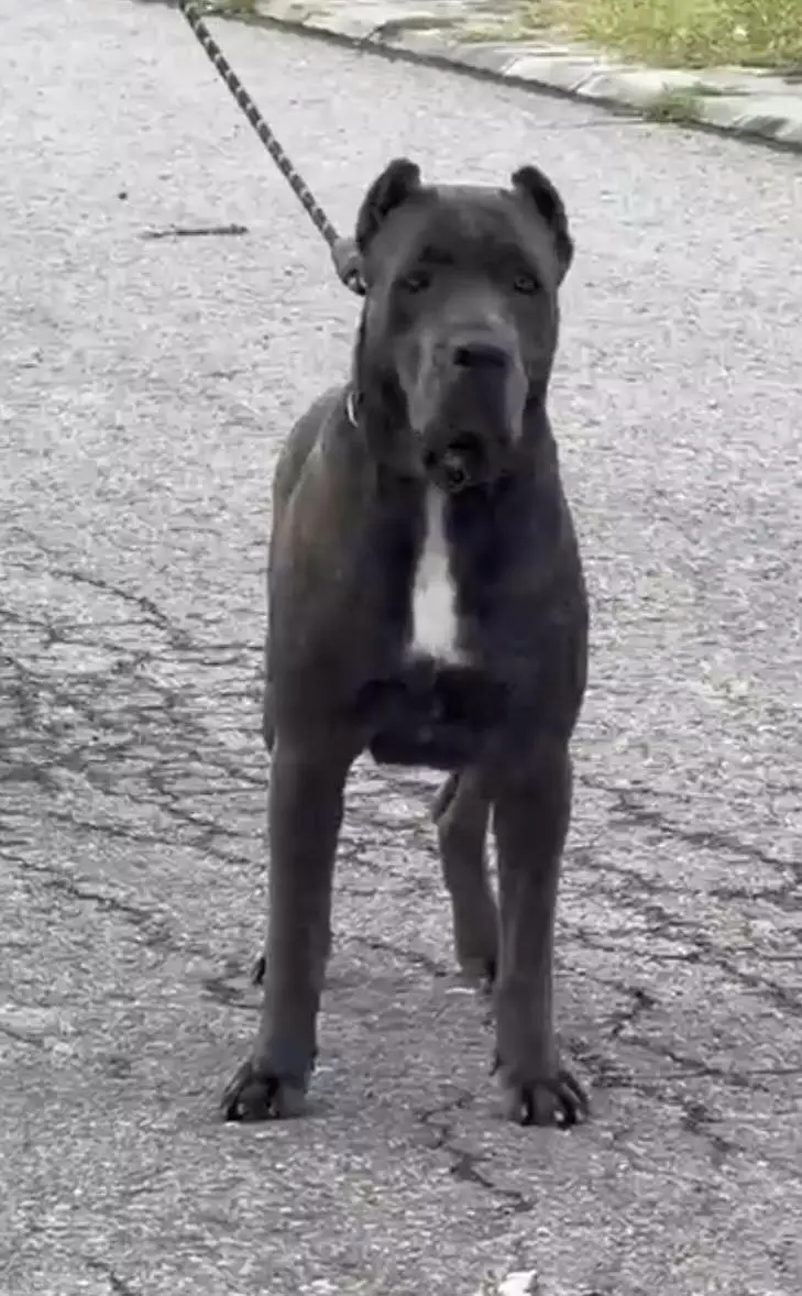 Cane corso Pedi geri female — photo 3