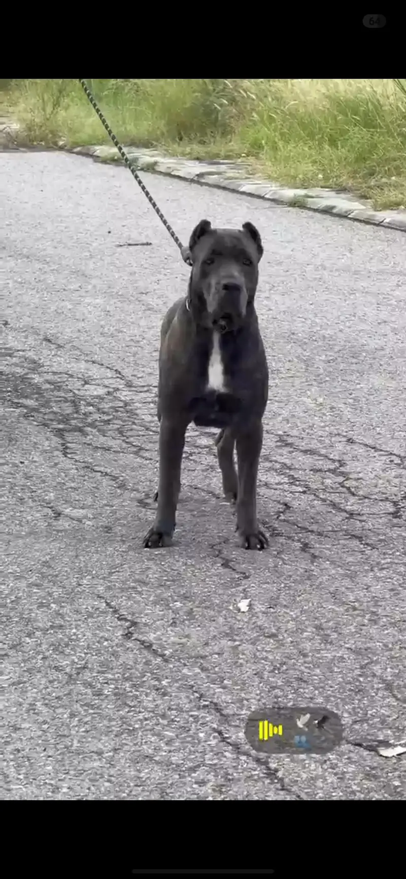 Cane corso Pedi geri female — photo 4