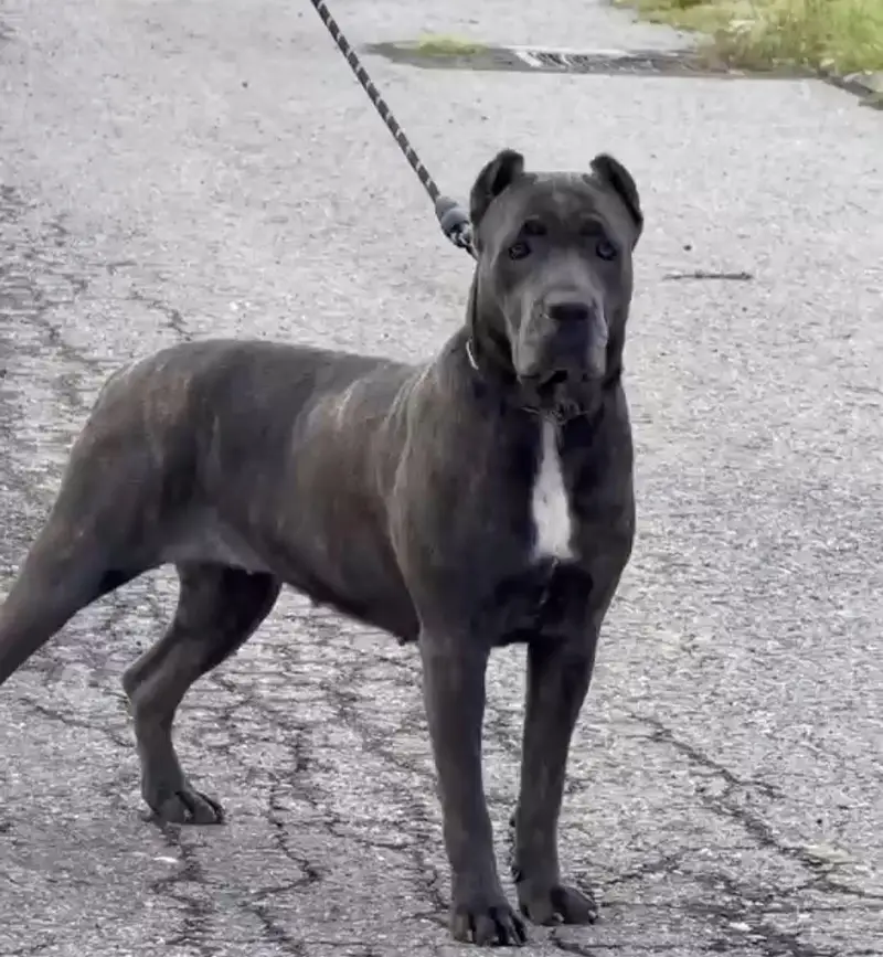 Cane corso Pedi geri female — photo 5