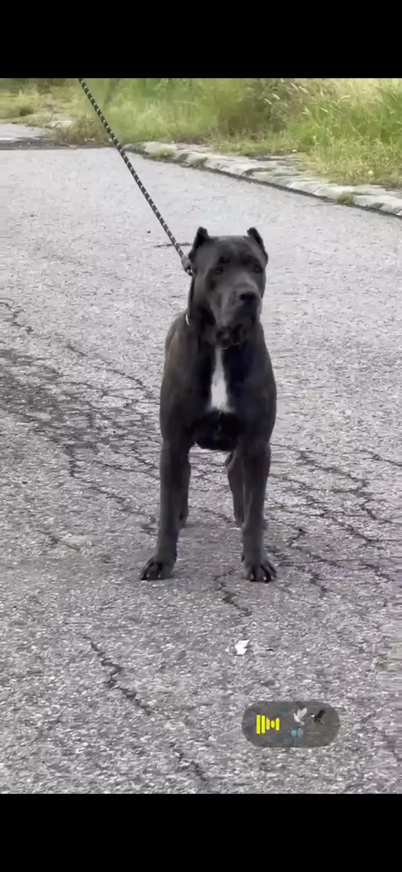 Cane corso Pedi geri female — photo 6