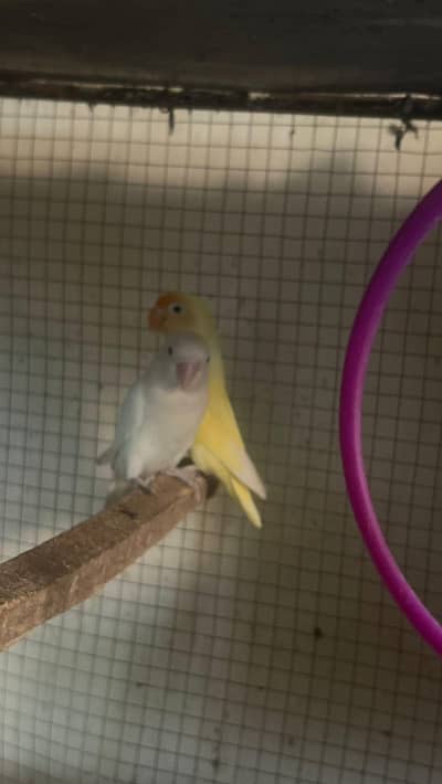 love birds breeder pair for sale with two boxes