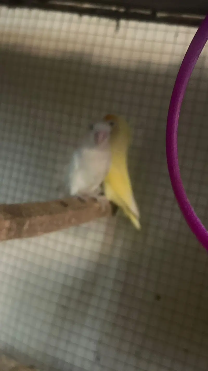 love birds breeder pair for sale with boxes and eggs — photo 5