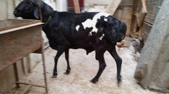 Breeder sudani male