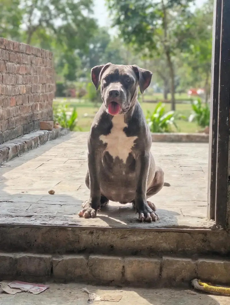 Am bully/American bully/Pitbull — photo 3