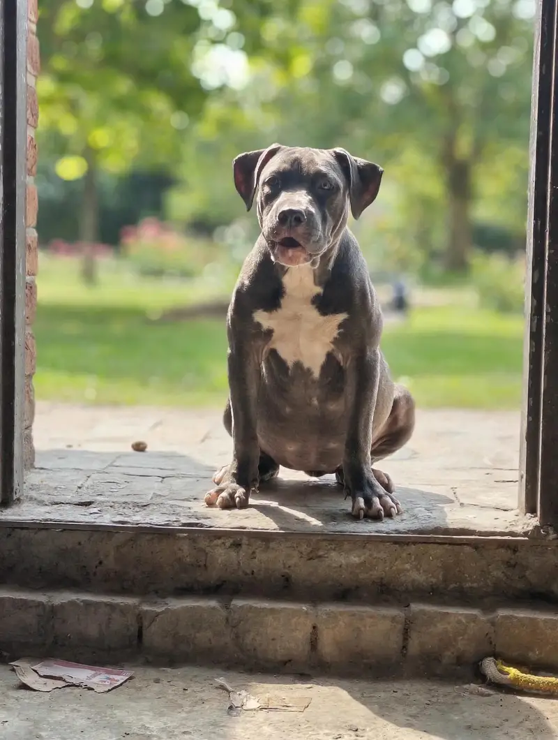 Am bully/American bully/Pitbull — photo 4
