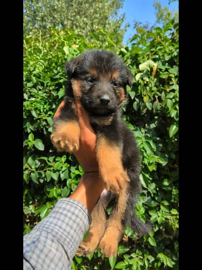 German shepherd long coat puppies