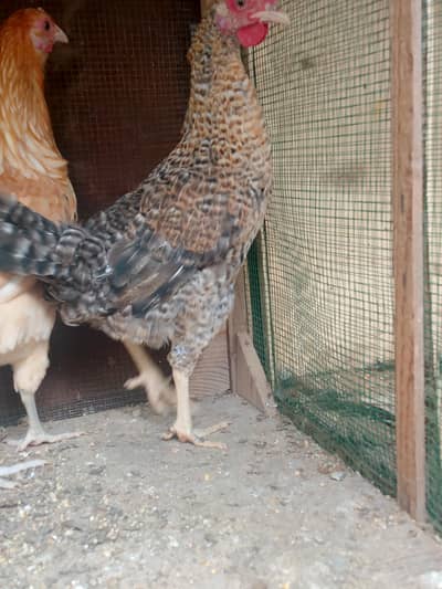 3 Misri healthy female for sale03143225468