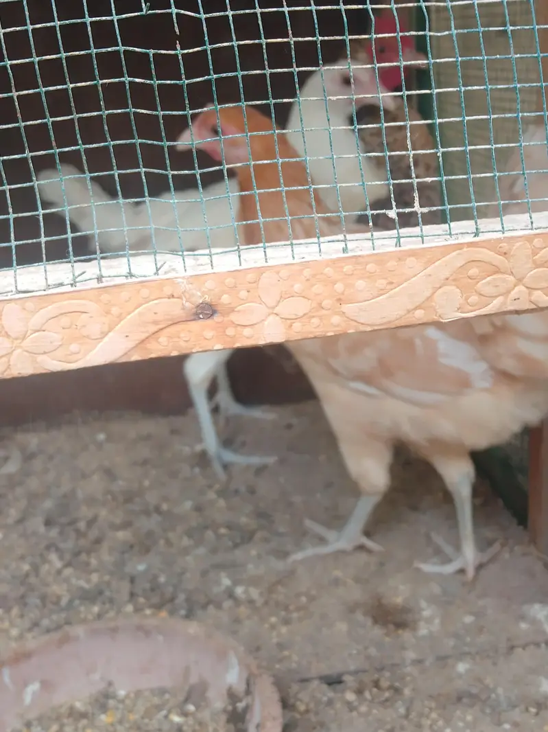 3 Misri healthy female for sale03143225468 — photo 2