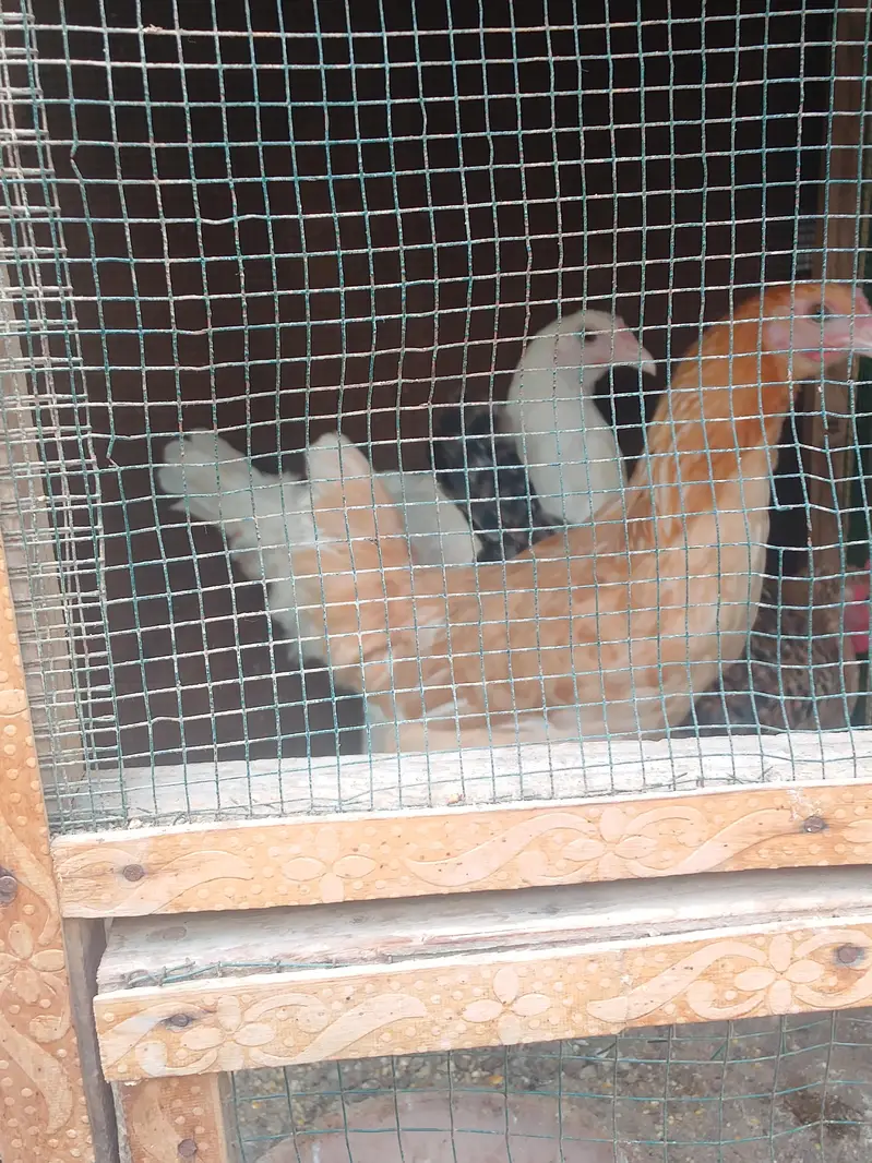3 Misri healthy female for sale03143225468 — photo 3