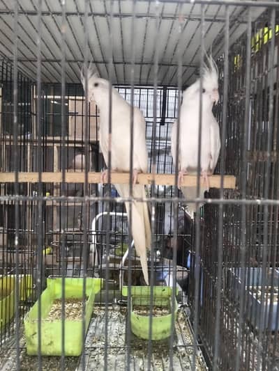 healthy and active breeder pair