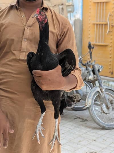 asal mianwali