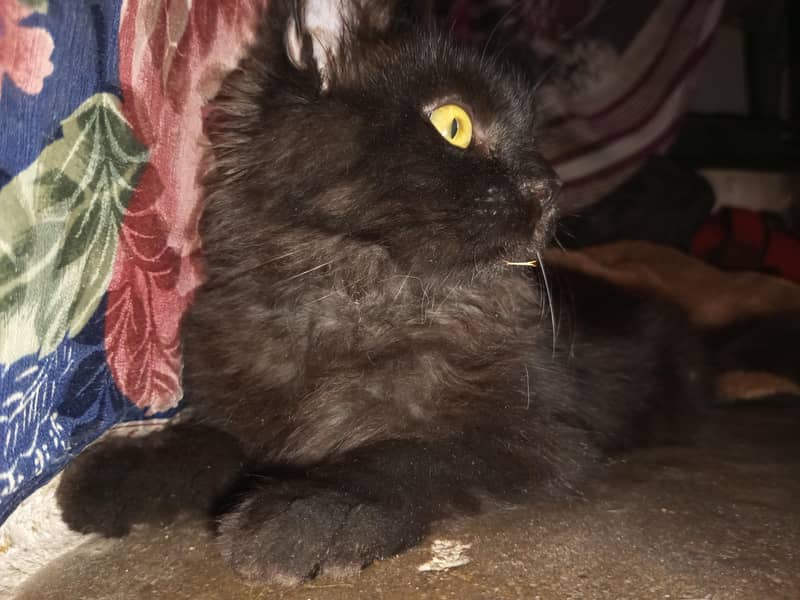 Cat for sell 0