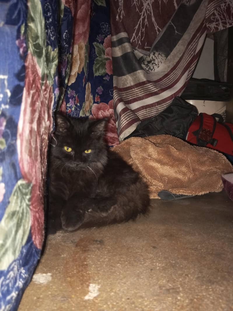 Cat for sell 1