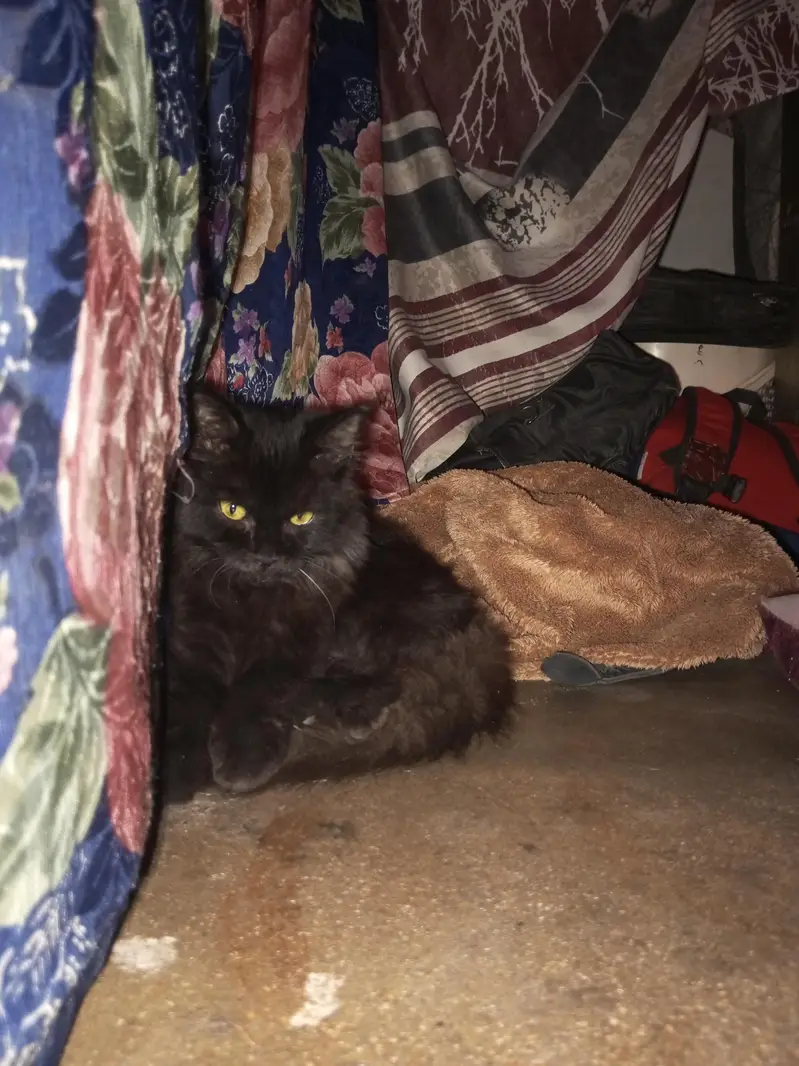 Cat for sell — photo 2