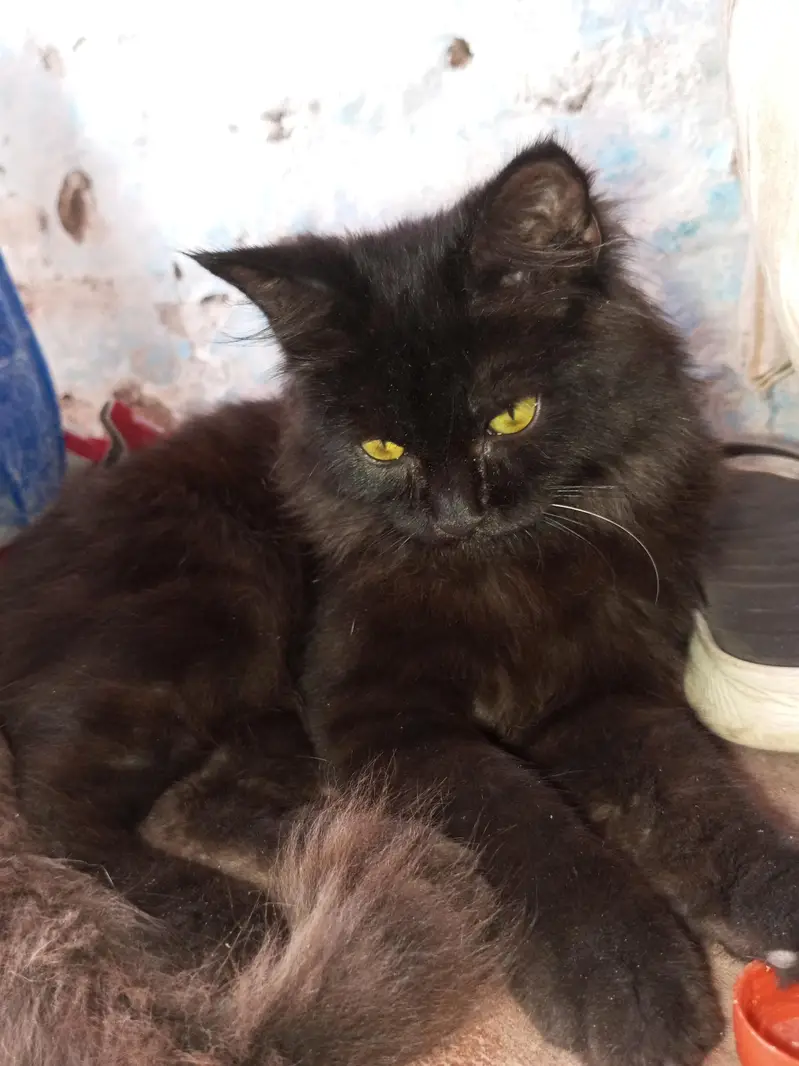 Cat for sell — photo 3